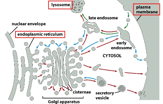 the-squalene-route-to-c30-carotenoid-biosynthesis-and-the-origins-of